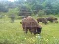 Bisontes Europeos en Lacuniacha