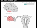 Normal Menstrual Cycle, Physiology Animation