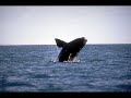 avistaje de ballenas