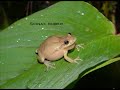 A variety of species calling in the llanos habitat of central Venezuela. A list of taxa in order: Pleurodema brachyops Bufo (Chaunus) (Rhinella) granulosus Engystomops (Physalaemus) pustulosus Leptodactylus wagneri Scinax ruber Hypsiboas crepitans Dendropsophus microcephalus Location: Hato Masaguaral Guarico, Venezuela