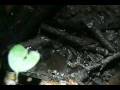 Frog Calls of the Llanos
