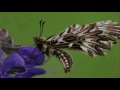 What a wonderful world, PART 15, ANIMALS / 3 What a wonderful world, PART 15, ANIMALS / 3
