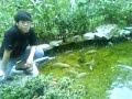study fish play miao yu kiat nana teck1