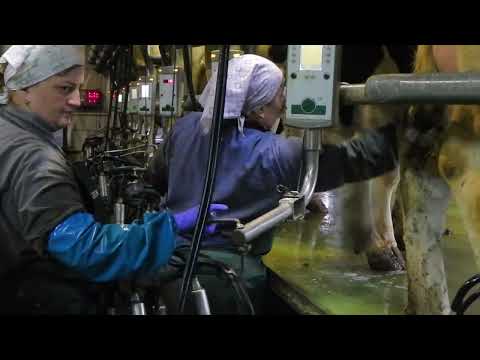 Барановичи день за днем. 19.01.24.