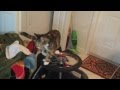 Cat discovers wheels