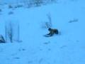 videos de Dolan boys sledding