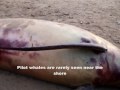 Long Finned Pilot Whale Washed Ashore At Dollar Bay, Co. Wexford, Ireland