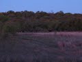 Jake Bum Coyote Hunt