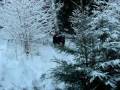 videos de Pain in the bushes, accident