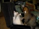 Feirce catfight