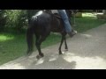 YEGUA PASO FINO ESTRELLA DEL CAIZA. EN VENTA 0416-428-29-62