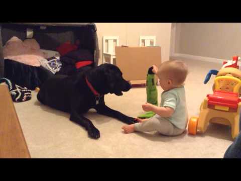 Black Labrador & Baby Playing