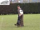 SCHUTZHUND DRAGO KRAICHGAUZWINGER