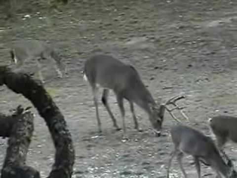 Hill Country Buck