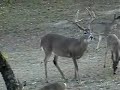 KLVR Country Buck