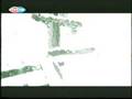 videos de ESC 2002 Preview ISR Light A Candle - Sarit Hadad