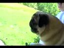 Screaming Pug.