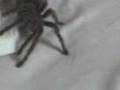 videos de Gertrudis 1.3gp