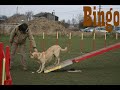 Vidéo des labradors (avec quelques modifications) Vidéo des labradors (avec quelques modifications)