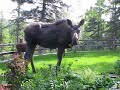 moose in the garden moose in the garden