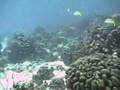 Baby Beach Reef, Aruba