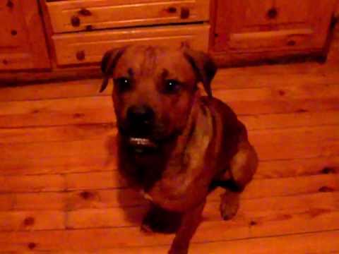 boxweiler