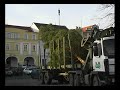 Litoměřice mají vánoční strom