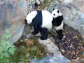 Tai Shan & Mei Xiang Playing; Oct.21.2006 (Giant Panda)