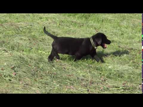 Black Lab Male 9 weeks old.