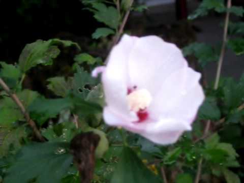 how to fertilize rose of sharon