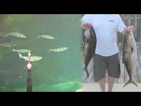 The Sea Stinger Tips and Pole Spear