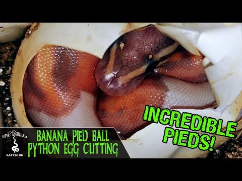 YouTube reptile video