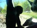 maile watching the gibbon monkeys