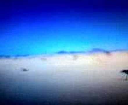 saluki-coursing