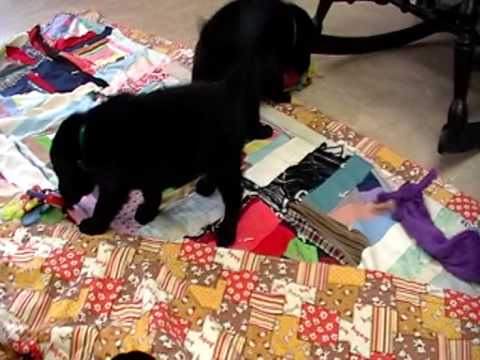 Labrador Retriever Puppies Playing