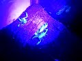 Black Light Babies
