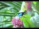 Ver Video