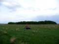 trike mania