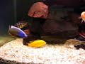 african cichlid taiwan reef african cichlid taiwan reef