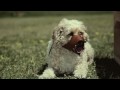 Darwin Award contender - Man jumps dog