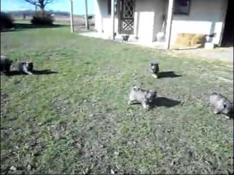 KEESHOND AKC PUPPIES