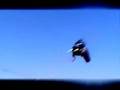 moti levi wakeboard