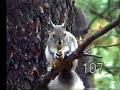 White Mountain Wildlife-Forest Animals (part 3)
