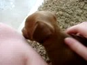 puppy spins in circles! [my new puppy :D]