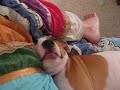 Sleepy, snoring Sputnik