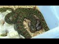 i was able to video my second protobothrops jerdonii xanthomelas giving birth.