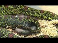 i was able to video my second protobothrops jerdonii xanthomelas giving birth.