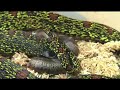 i was able to video my second protobothrops jerdonii xanthomelas giving birth.