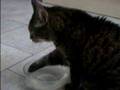 My neighbours cat drinking skills