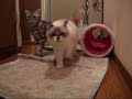 猫の日常③　The daily life of the cat　③